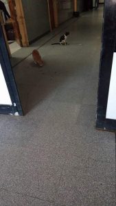 FB_IMG_1490969350385