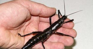 الحشرة القاتلة