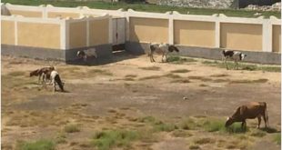 مواشي بمدرسة الاسماعيليه