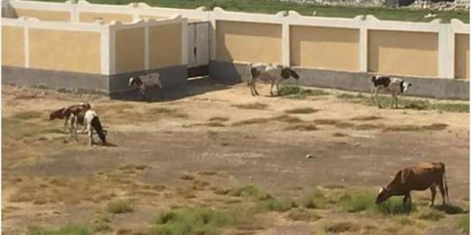 مواشي بمدرسة الاسماعيليه