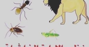 الحكومة المصرية