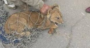 التجمع الخامس