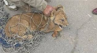 التجمع الخامس