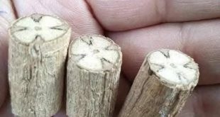 الكنيسة القبطية