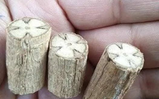 الكنيسة القبطية